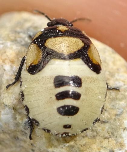 Tritomegas bicolor